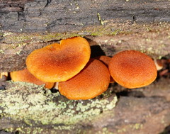 Gymnopilus ferruginosus