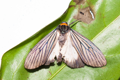 Macrobrochis fukiensis