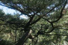 Pinus luchuensis