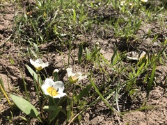 Hesperochiron pumilus