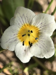 Hesperochiron pumilus