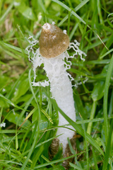 Phallus atrovolvatus