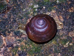 Hemiplecta cymatium