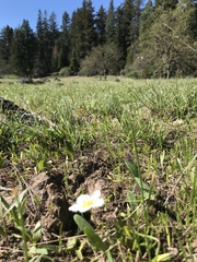 Hesperochiron pumilus