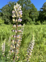 Lupinus oreganus