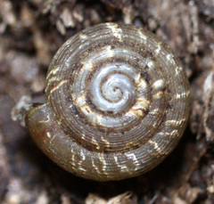 Helicodiscus parallelus