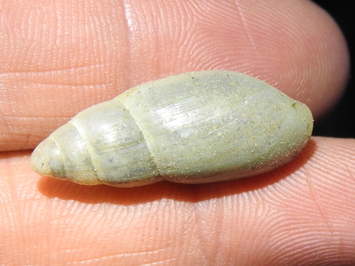 Euglandina texasiana, 2021-05-11