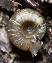 Helicodiscus parallelus