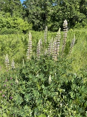 Lupinus oreganus