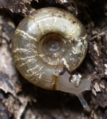 Helicodiscus parallelus