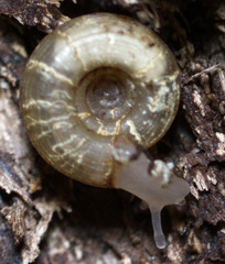 Helicodiscus parallelus