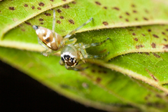 Colyttus