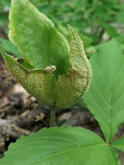 Uromyces ari-triphylli