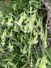 Silene bridgesii