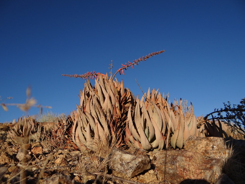 Aloe asperifolia image