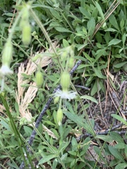 Silene bridgesii