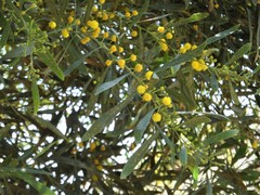 Acacia