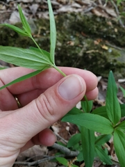 Galium lanceolatum