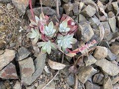 Dudleya farinosa