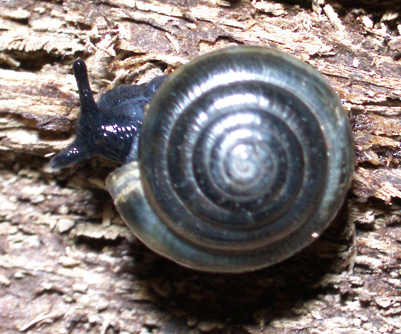 Wax Dome Snail