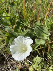 Calystegia atriplicifolia atriplicifolia