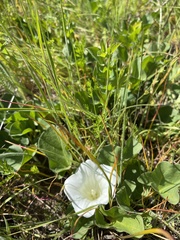 Calystegia atriplicifolia atriplicifolia
