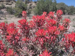 Castilleja scabrida