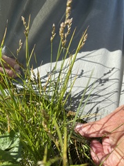 Carex tumulicola