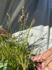 Carex tumulicola