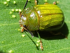 Calomela pallida