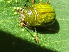 Calomela pallida