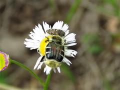 Trichiotinus piger