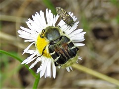 Trichiotinus piger