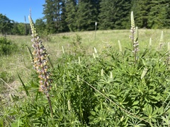 Lupinus oreganus