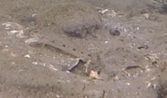 Favonigobius exquisitus
