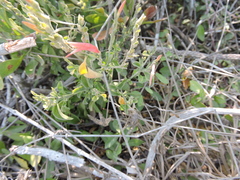 Justiciinae
