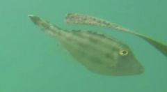 Meuschenia trachylepis