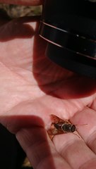 Scaptia adrel