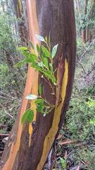 Eucalyptus subcrenulata