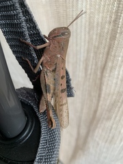 Austracris basalis