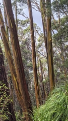 Eucalyptus subcrenulata