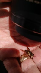 Scaptia adrel