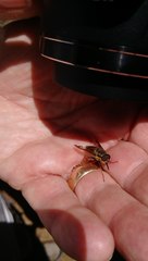 Scaptia adrel
