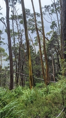 Eucalyptus subcrenulata