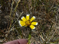 Layia chrysanthemoides