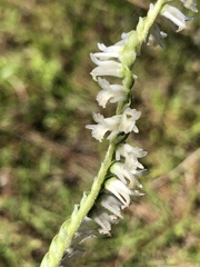 Spiranthes vernalis image
