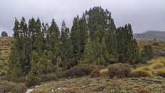 Athrotaxis cupressoides