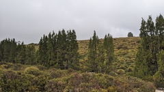 Athrotaxis cupressoides