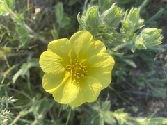 Potentilla astracanica
