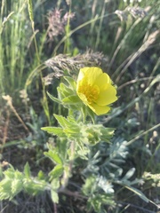 Potentilla astracanica